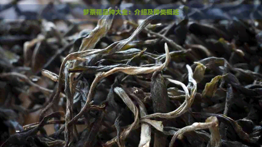 梦茶花品种大全：介绍及种类概述