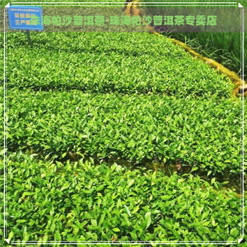 珠海帕沙普洱茶-珠海帕沙普洱茶专卖店