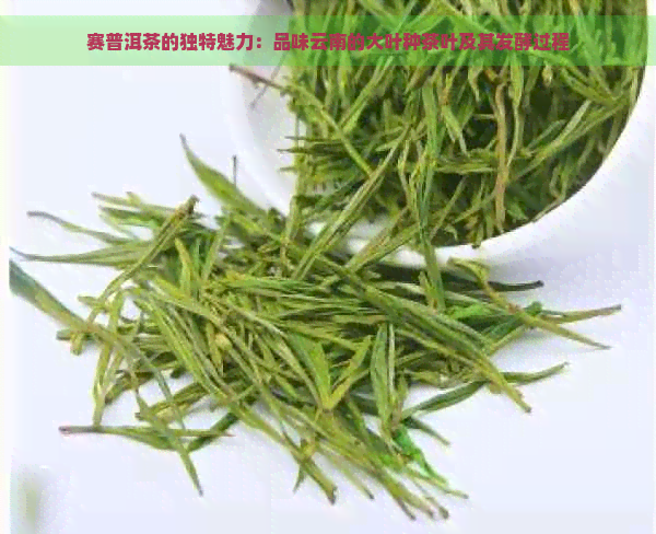 赛普洱茶的独特魅力：品味云南的大叶种茶叶及其发酵过程