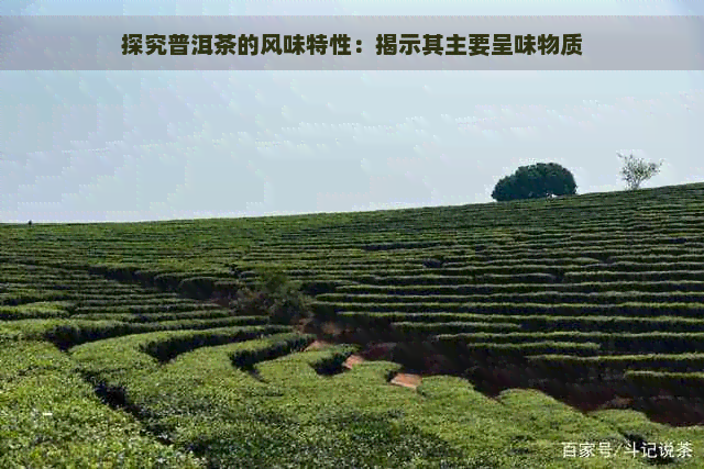 探究普洱茶的风味特性：揭示其主要呈味物质