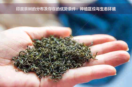 印度茶树的分布及存在的优势条件：种植区位与生态环境