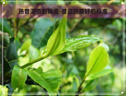 熟普洱茶的标准-普洱熟茶好的标准