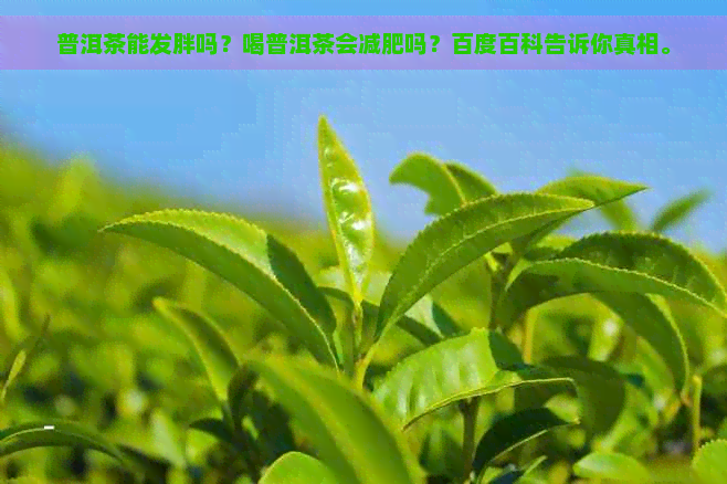 普洱茶能发胖吗？喝普洱茶会减肥吗？百度百科告诉你真相。