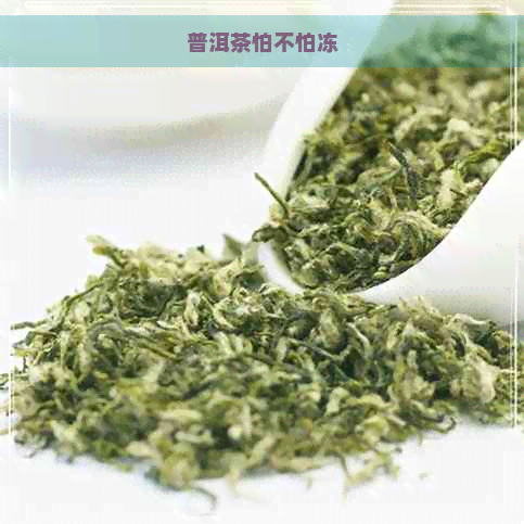 普洱茶怕不怕冻