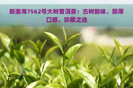 新渤海7562号大树普洱茶：古树韵味，醇厚口感，珍藏之选