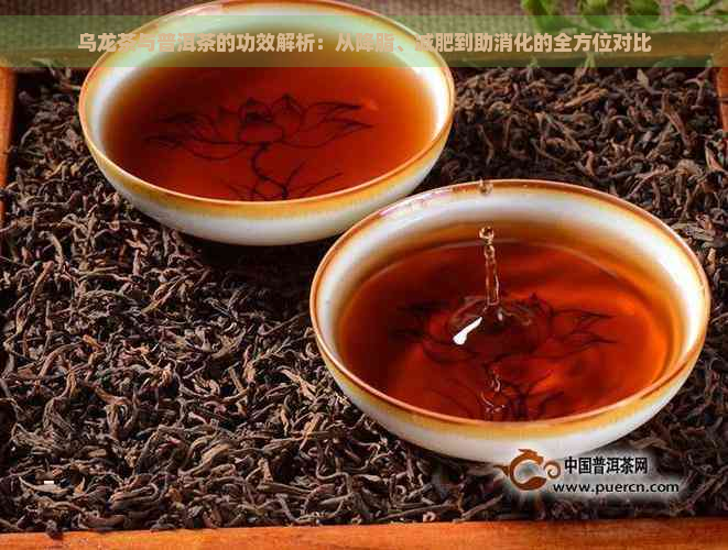 乌龙茶与普洱茶的功效解析：从降脂、减肥到助消化的全方位对比