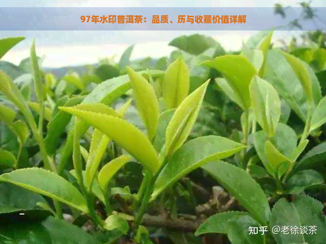 97年水印普洱茶：品质、历与收藏价值详解