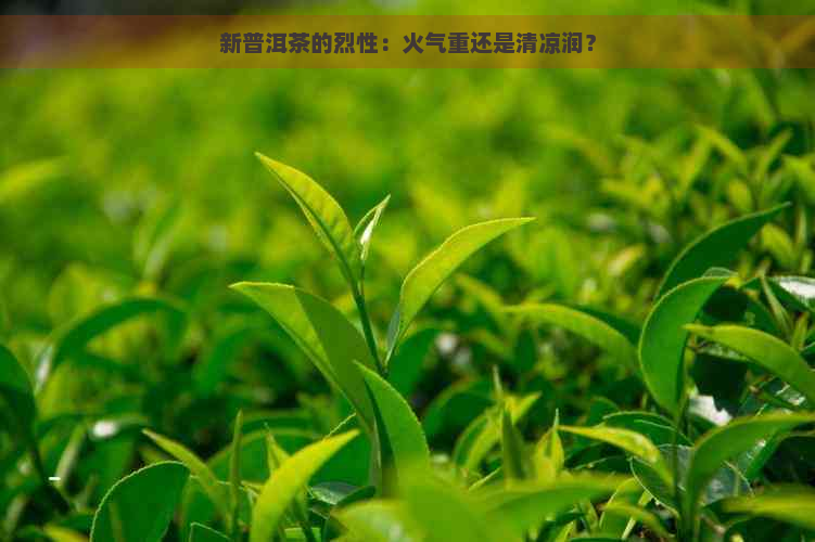 新普洱茶的烈性：火气重还是清凉润？