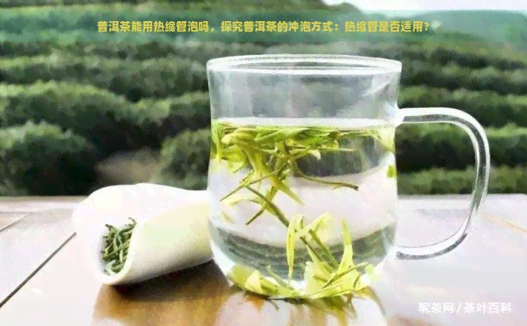 普洱茶能用热缩管泡吗，探究普洱茶的冲泡方式：热缩管是否适用？