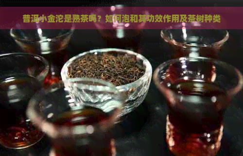 普洱小金沱是熟茶吗？如何泡和其功效作用及茶树种类