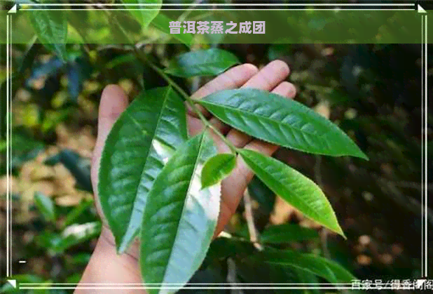 普洱茶蒸之成团