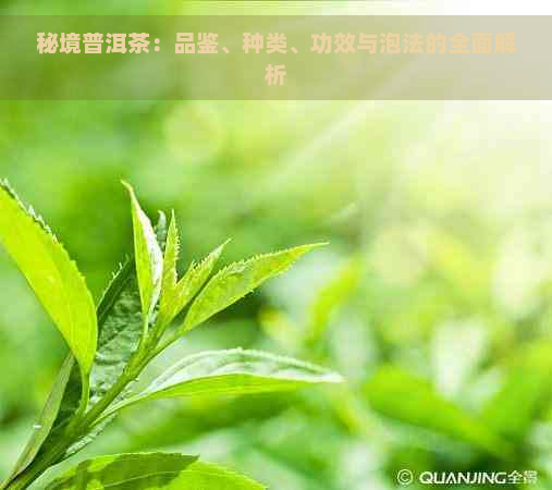 秘境普洱茶：品鉴、种类、功效与泡法的全面解析