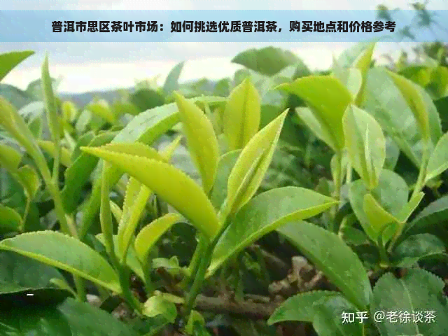 普洱市思区茶叶市场：如何挑选优质普洱茶，购买地点和价格参考