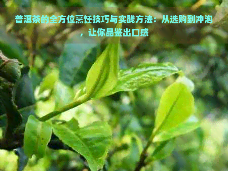 普洱茶的全方位烹饪技巧与实践方法：从选购到冲泡，让你品鉴出口感