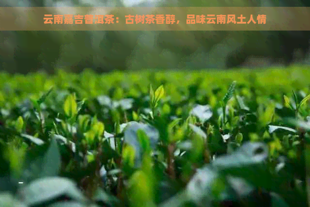 云南嘉吉普洱茶：古树茶香醇，品味云南风土人情