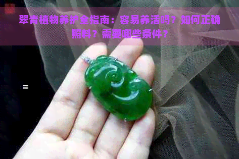 翠青植物养护全指南：容易养活吗？如何正确照料？需要哪些条件？