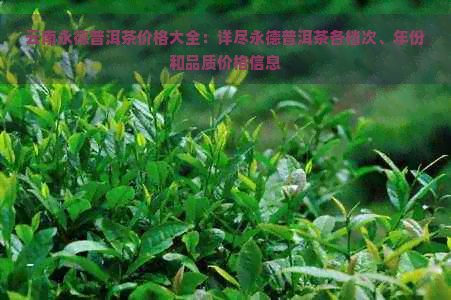 云南永德普洱茶价格大全：详尽永德普洱茶各档次、年份和品质价格信息