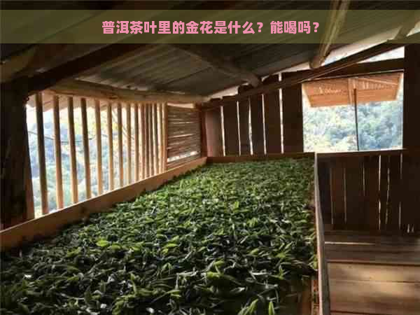 普洱茶叶里的金花是什么？能喝吗？