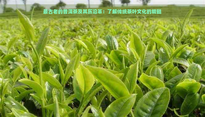 最古老的普洱茶及其历沿革：了解传统茶叶文化的精髓