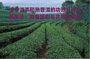 生普洱茶和熟普洱的功效与作用及禁忌：两者区别与共同效果解析