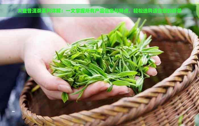 大益普洱茶系列详解：一文掌握所有产品信息与特点，轻松选购适合您的好茶