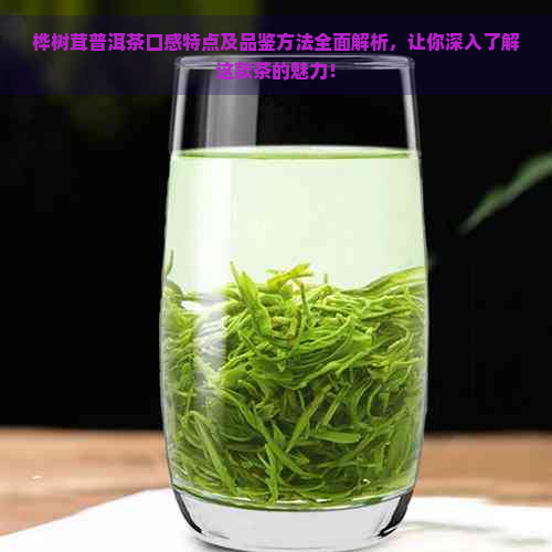 桦树茸普洱茶口感特点及品鉴方法全面解析，让你深入了解这款茶的魅力！