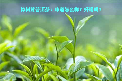 桦树茸普洱茶：味道怎么样？好喝吗？