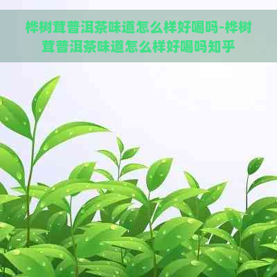 桦树茸普洱茶味道怎么样好喝吗-桦树茸普洱茶味道怎么样好喝吗知乎