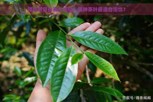 预防感冒的茶水选择：哪种茶叶最适合泡饮？