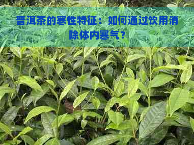 普洱茶的寒性特征：如何通过饮用消除体内寒气？