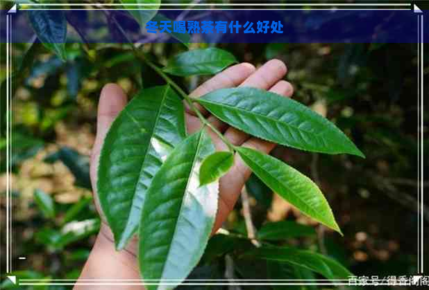 冬天喝熟茶有什么好处