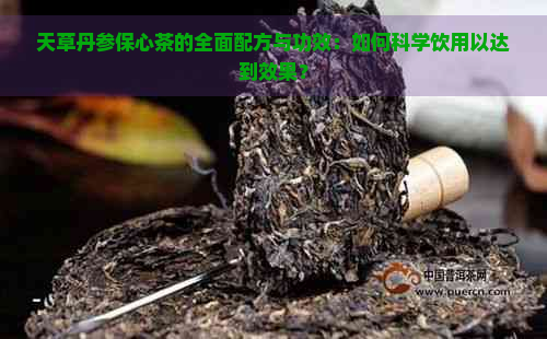 天草丹参保心茶的全面配方与功效：如何科学饮用以达到效果？