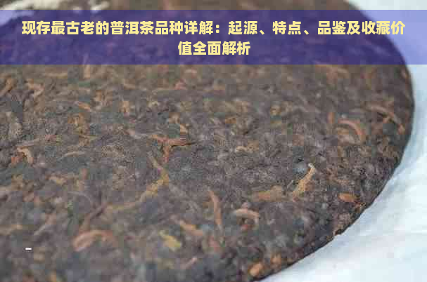 现存最古老的普洱茶品种详解：起源、特点、品鉴及收藏价值全面解析