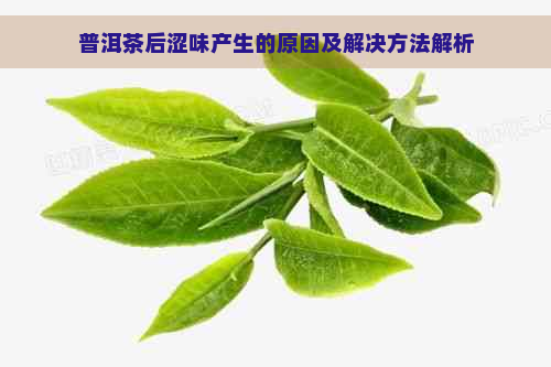 普洱茶后涩味产生的原因及解决方法解析