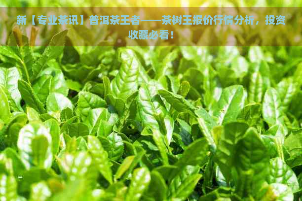 新【专业茶讯】普洱茶王者——茶树王报价行情分析，投资收藏必看！