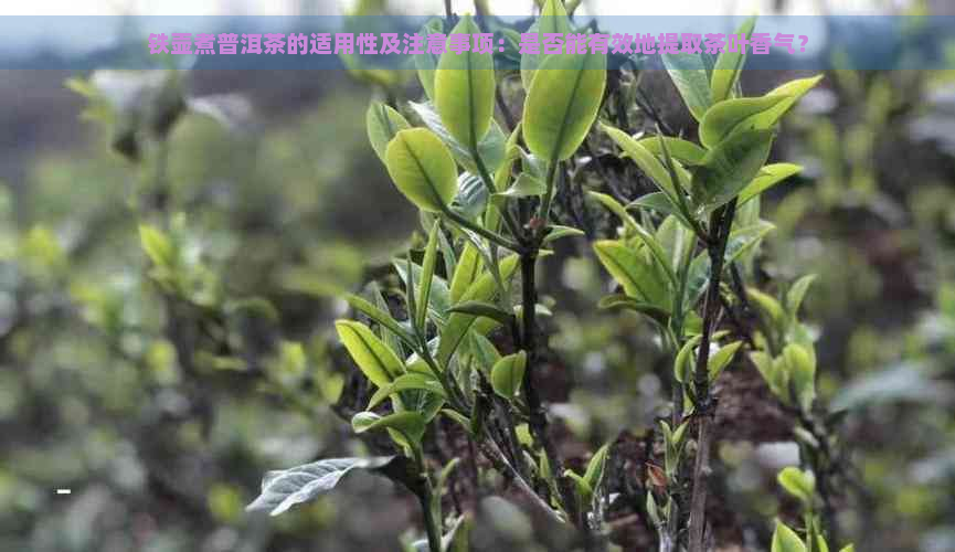 铁壶煮普洱茶的适用性及注意事项：是否能有效地提取茶叶香气？