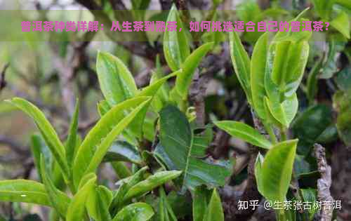 普洱茶种类详解：从生茶到熟茶，如何挑选适合自己的普洱茶？