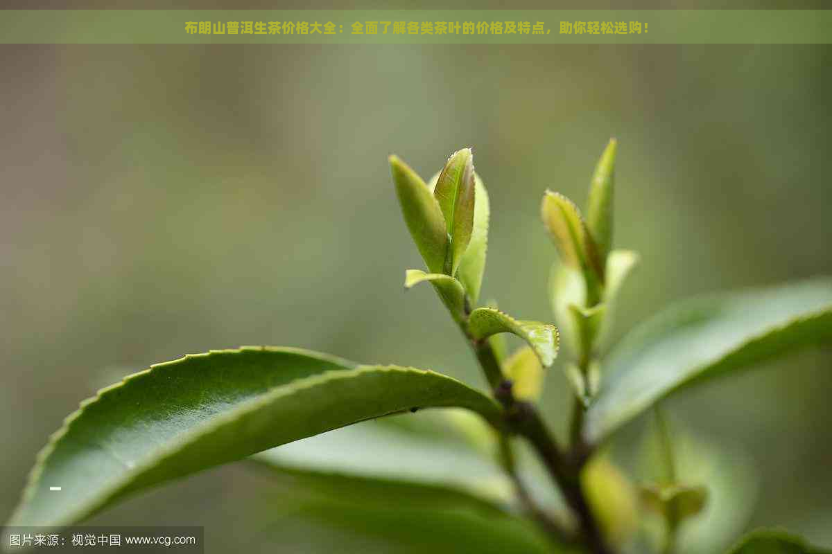 布朗山普洱生茶价格大全：全面了解各类茶叶的价格及特点，助你轻松选购！