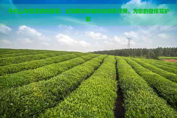 牛栏山与普洱茶的搭配：全面解析其独特功效及作用，为您的健保驾护航