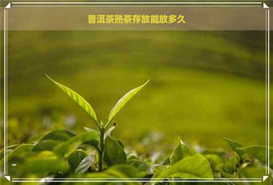 普洱茶熟茶存放能放多久