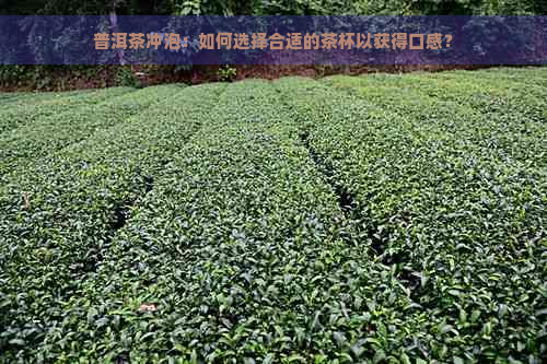 普洱茶冲泡：如何选择合适的茶杯以获得口感？