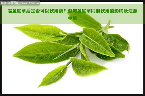 喝鱼腥草后是否可以饮用茶？茶与鱼腥草同时饮用的影响及注意事项