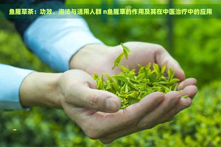 鱼腥草茶：功效、泡法与适用人群 n鱼腥草的作用及其在中医治疗中的应用