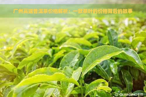 广州高端普洱茶价格解析：一款茶叶的价格背后的故事