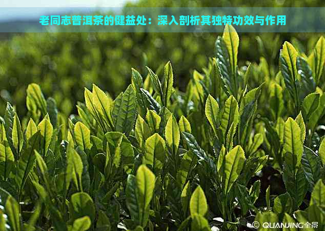 老同志普洱茶的健益处：深入剖析其独特功效与作用