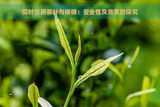 同时饮用茶叶与板根：安全性及效果的探究