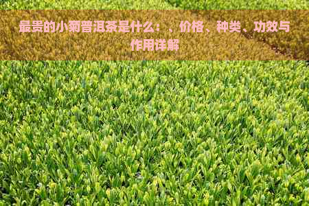 最贵的小菊普洱茶是什么：、价格、种类、功效与作用详解