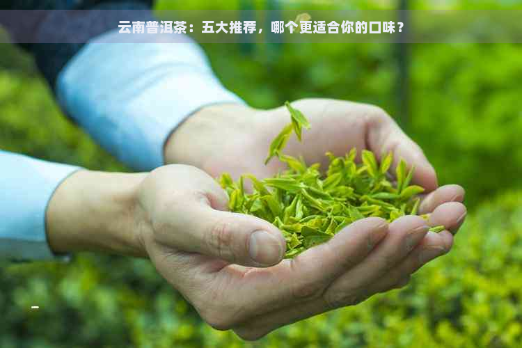 云南普洱茶：五大推荐，哪个更适合你的口味？