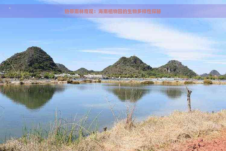 热带雨林奇观：海南植物园的生物多样性探秘