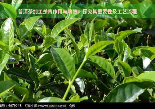 普洱茶加工杀青作用与功效：探究其重要性及工艺流程